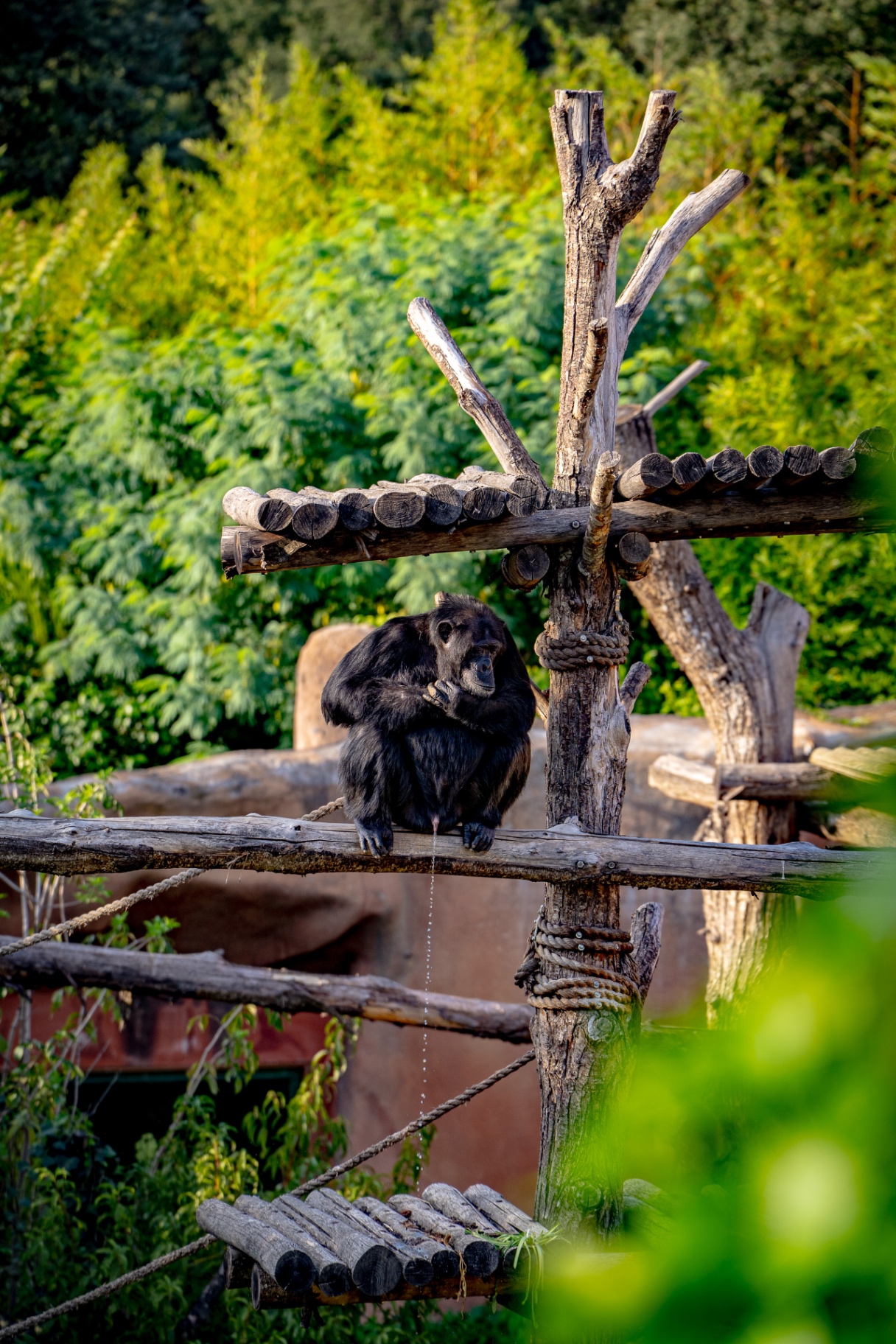 Animals 10
