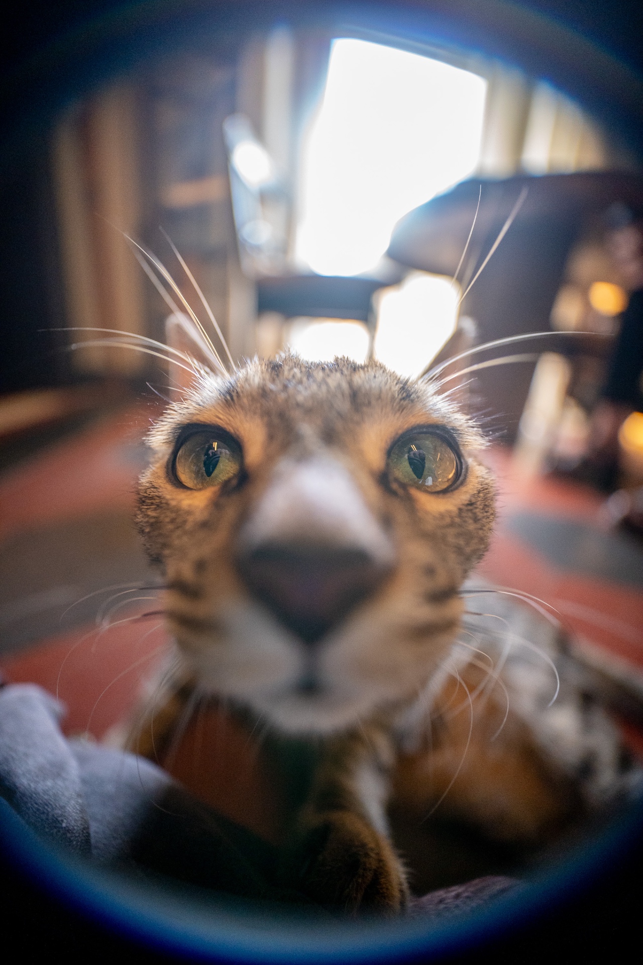 Animals 8
