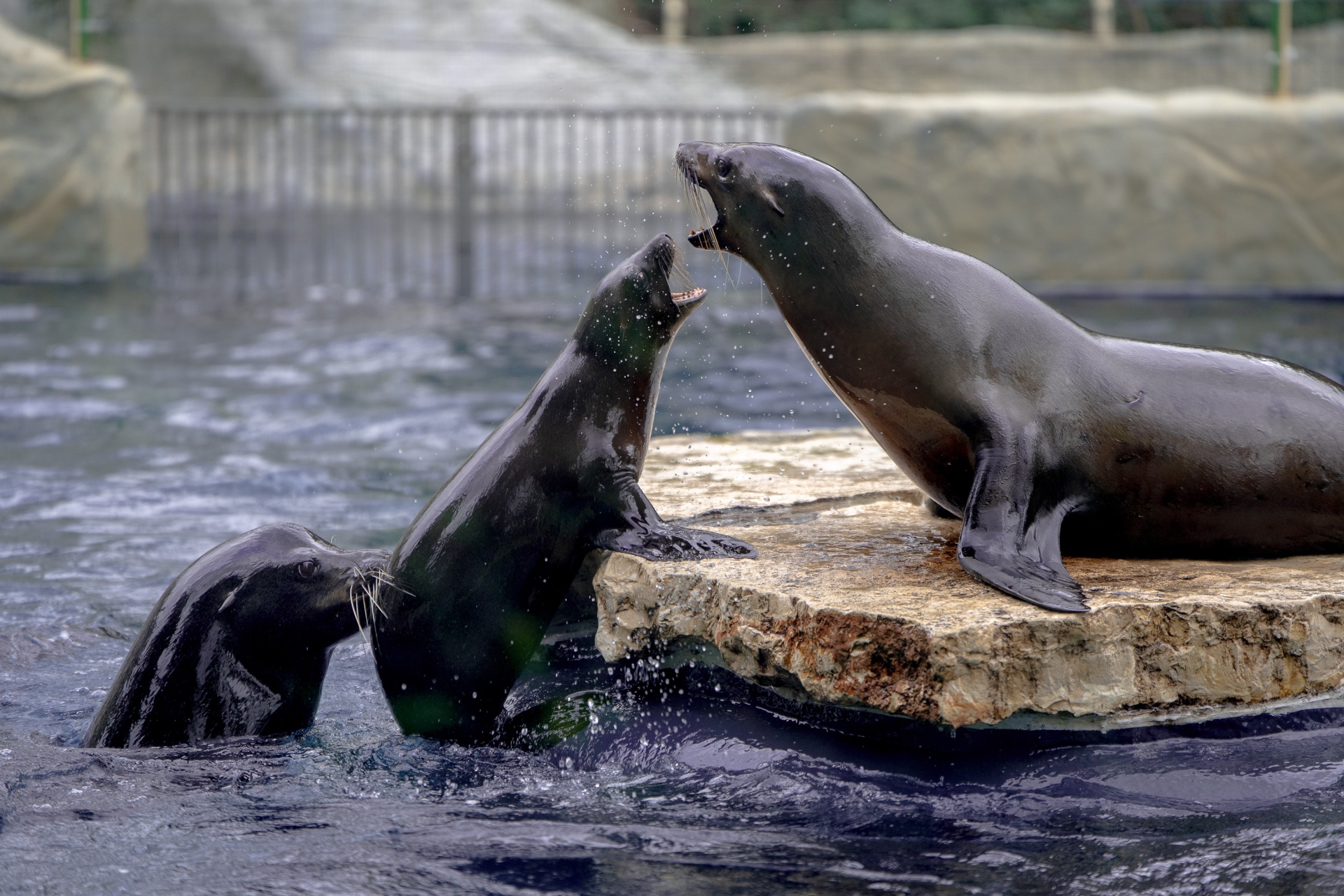 Animals 5