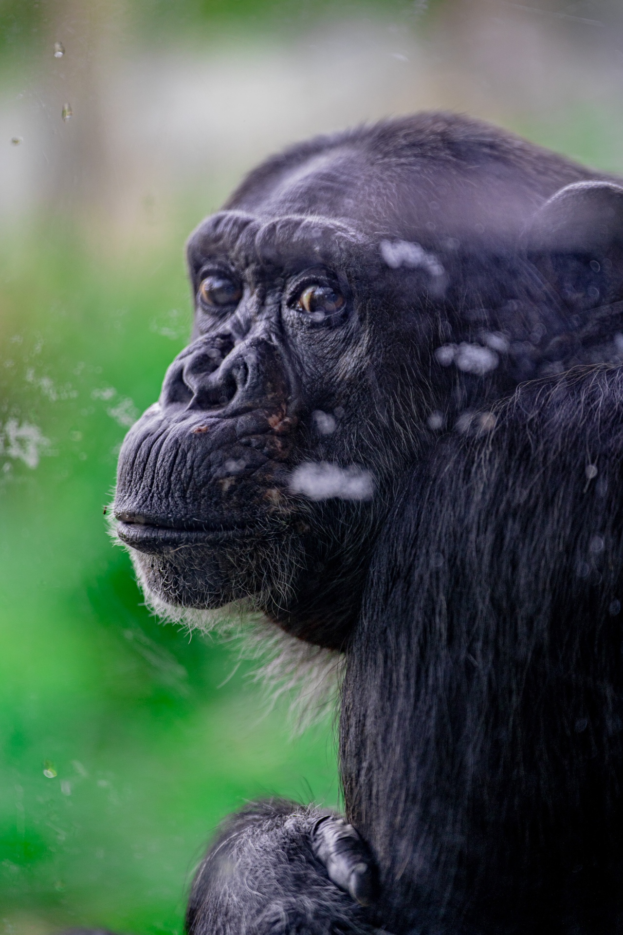 Animals 1